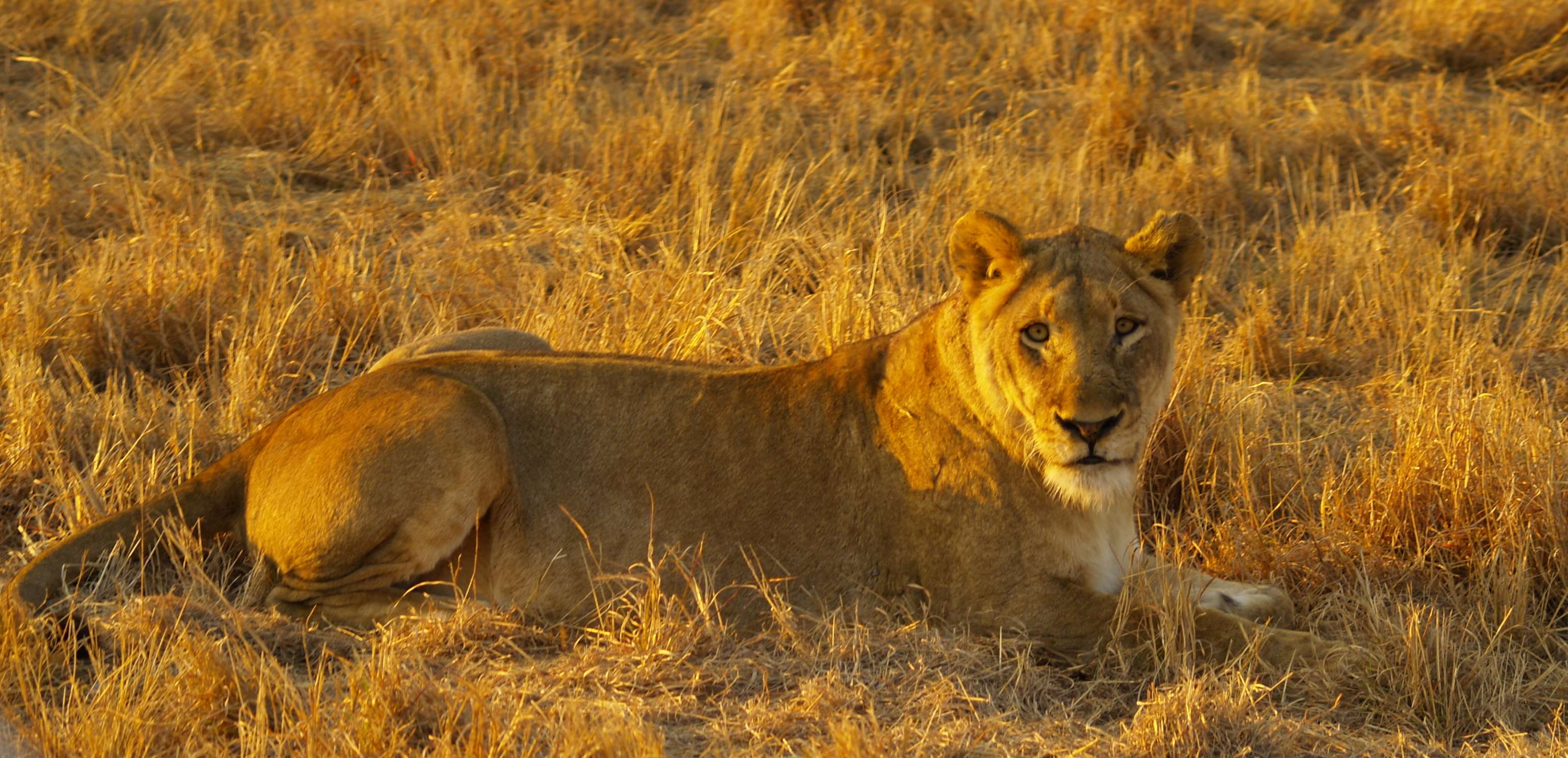 18 días en Sudáfrica - Blogs de Sudáfrica - Safari en el Kruger (15)